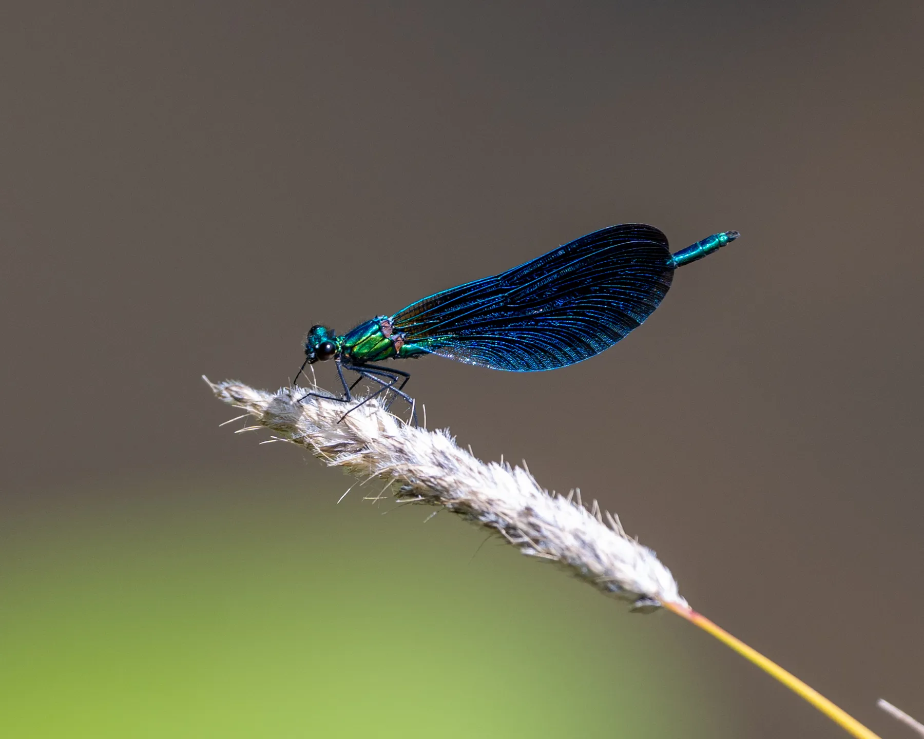 Photographie par Tom Darondovas, Libellule